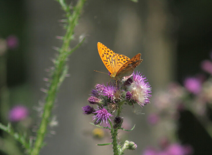 Ontspanning Themawandeling: dagvlinders