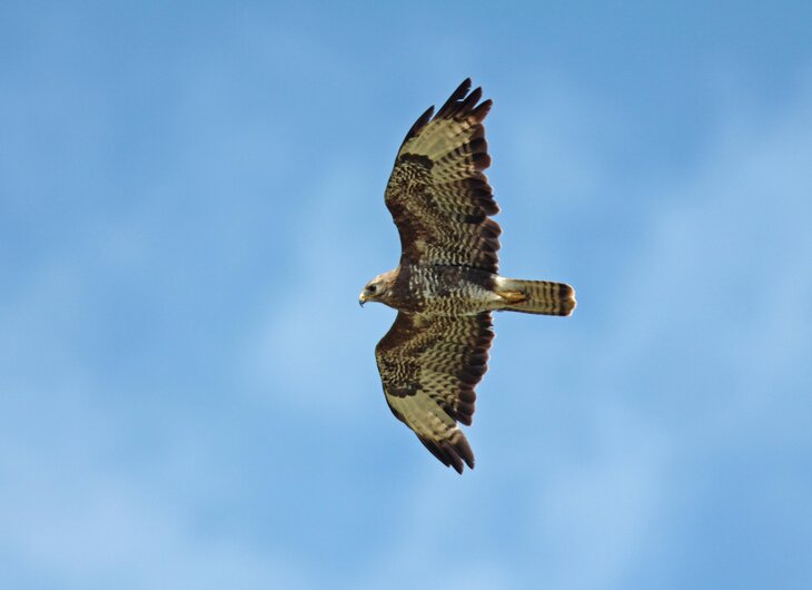 Ontspanning Themawandeling: roofvogels