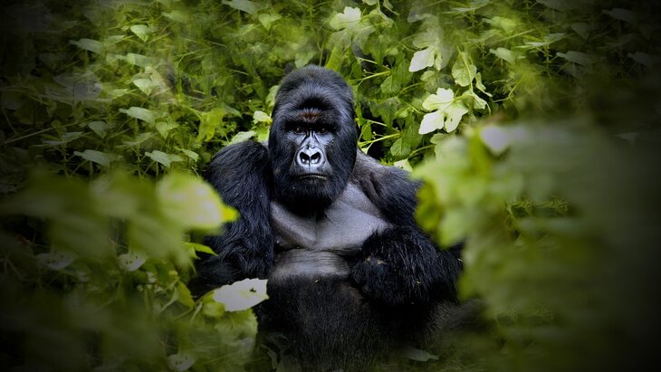 Tentoonstellingen Een levend erfgoed 100 jaar Nationaal Park Virunga