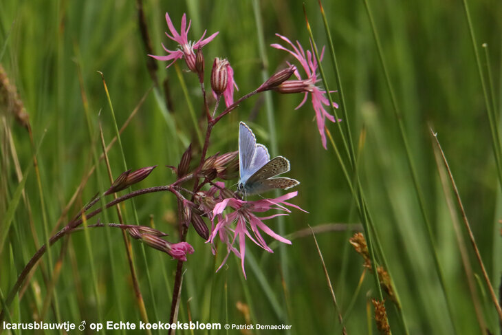 Ontspanning Geleide natuurwandeling het Vlaams natuurreservaat  Sashul .