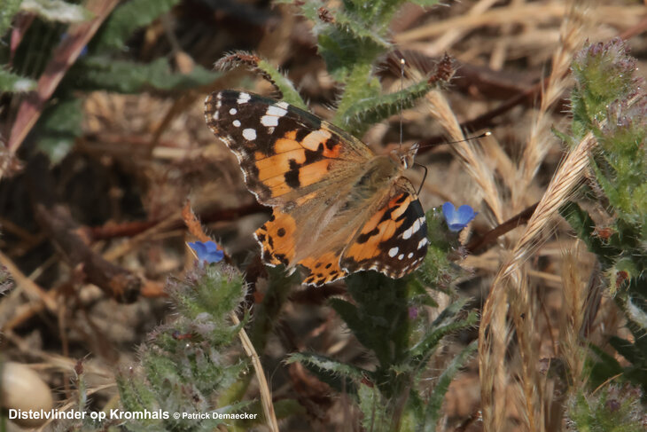 Ontspanning Geleide avondnatuurwandeling het duingebied  Directeur Generaal Willemspark .