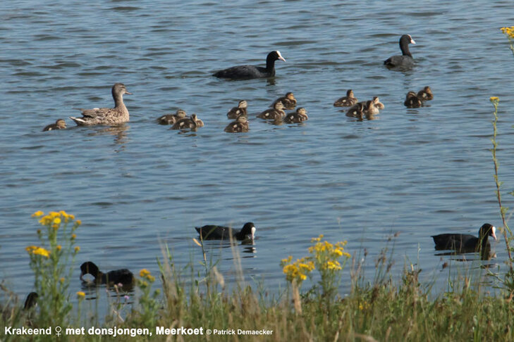 Ontspanning Geleide natuurwandeling langs Sophiapolder Oostburg (Nederland).