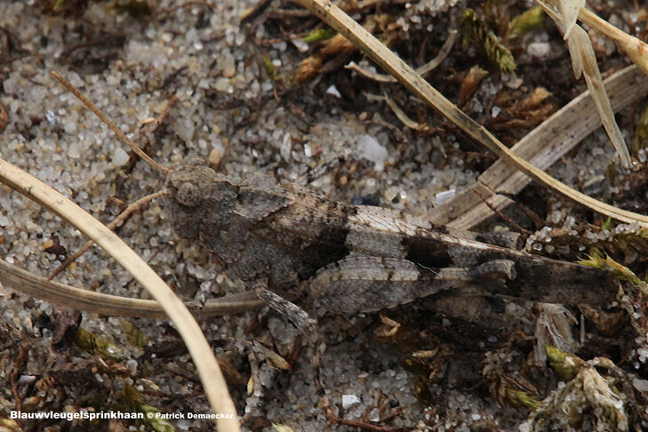 Ontspanning Geleide natuurwandeling het Vlaams natuurreservaat Zwinduinen .