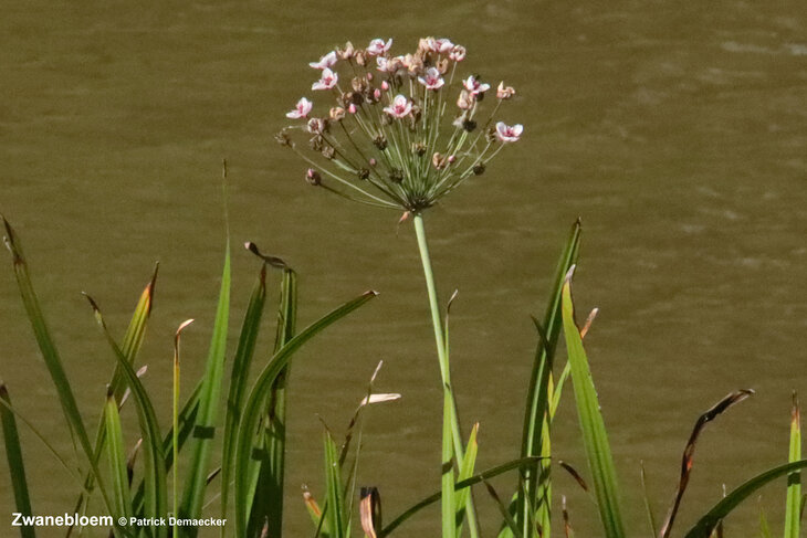 Ontspanning Geleide natuurwandeling langs stadswallen Retranchement & Verschepolder.
