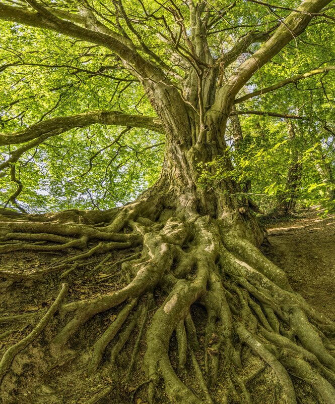 Workshops Cursus   aan zomer ! Meditatieve wandeling het Stropersbos