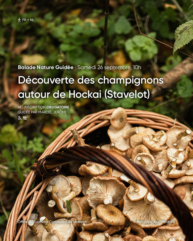 Ontspanning Begeleide natuurwandeling Ontdekkingstocht naar paddenstoelen rond Hockai
