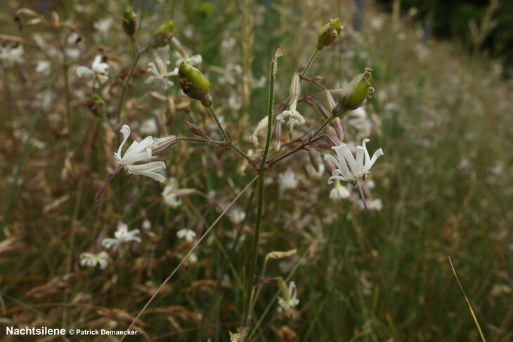Ontspanning Geleide avondnatuurwandeling het duingebied  Park 58 .