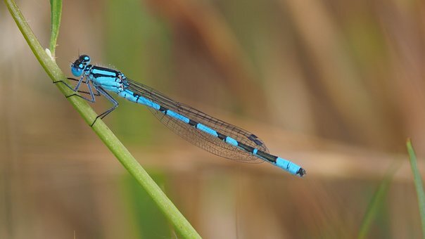 Ontspanning Slow walker wandeling - insectenbioblitz