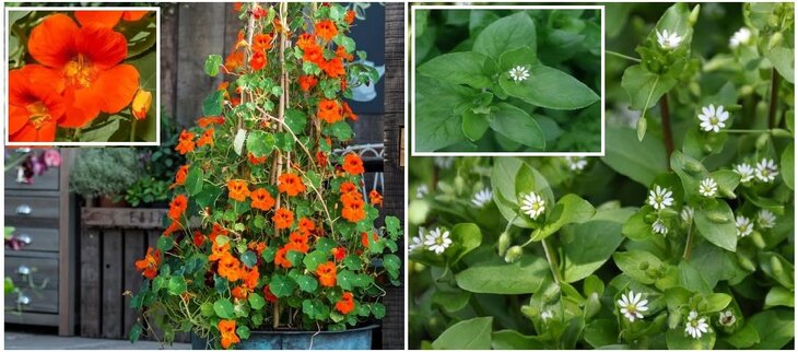 Workshops Koken Wildpluk - Sessie Oost-Indische kers & Vogelmuur