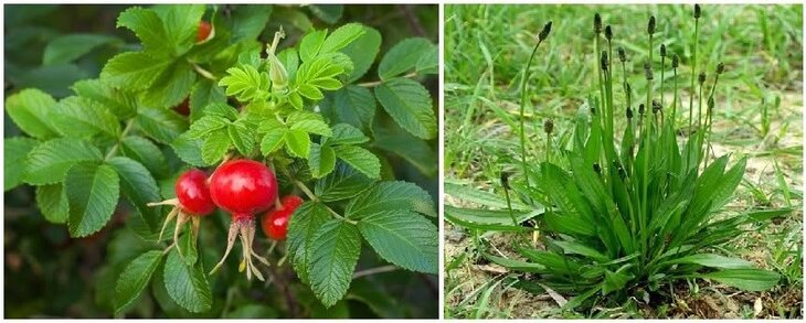 Workshops Koken Wildpluk - Sessie Rozenbottel & Smalle Weegbree