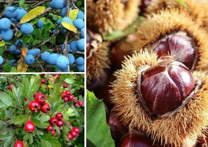 Workshops Koken Wildpluk - Sessie Sleedoornbessen, Meidoornbessen & Tamme kastanjes