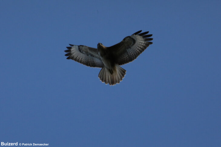 Ontspanning Geleide natuurwandeling het Vlaams natuurreservaat Zwinduinen .