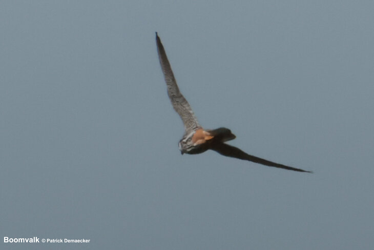 Ontspanning Geleide natuurwandeling het Vlaams natuurreservaat Zwinduinen 