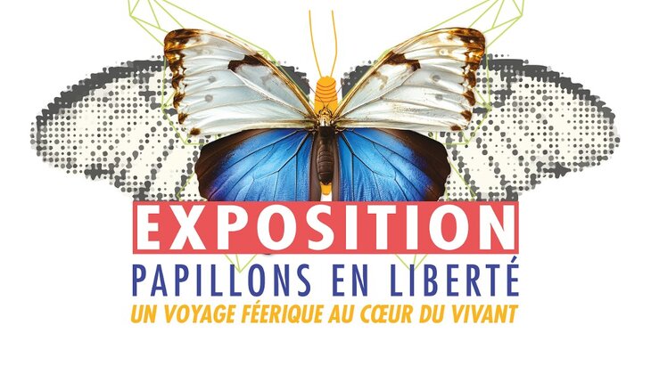 Tentoonstellingen Vlinders vrijheid: betoverende reis naar hart al leeft.