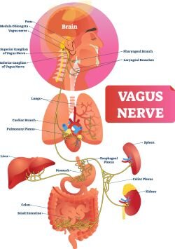 Voordrachten Polyvagaal therapie - Nervus Vagus