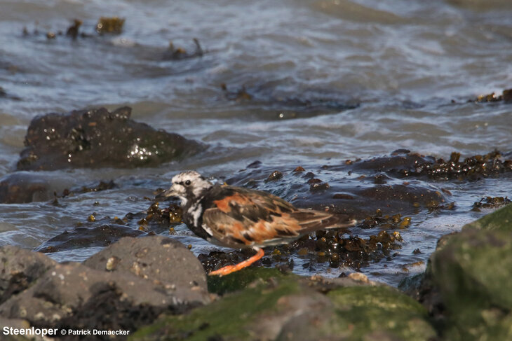 Ontspanning Geleide natuurwandeling het natuurreservaat Voorland Nummer Eén.