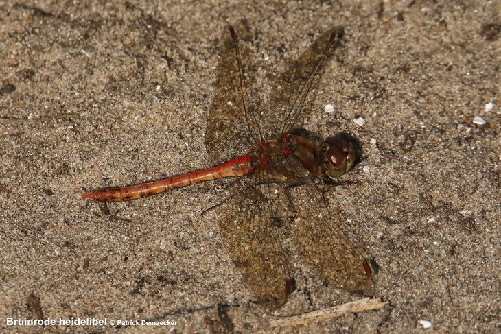 Ontspanning Geleide natuurwandeling de Korte duinen, Hazegraspolder de Kalfduinen.