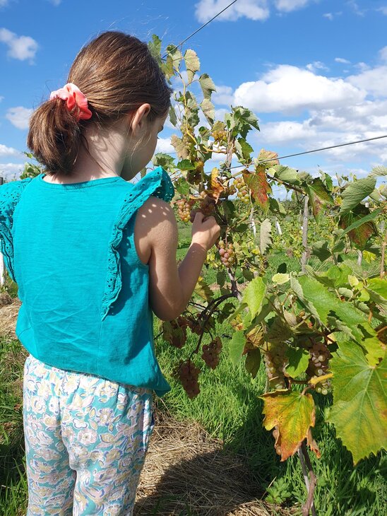 Ontspanning Zelfpluk biologische druiven, appels meer