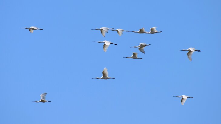 Ontspanning Vogeltrekwandeling