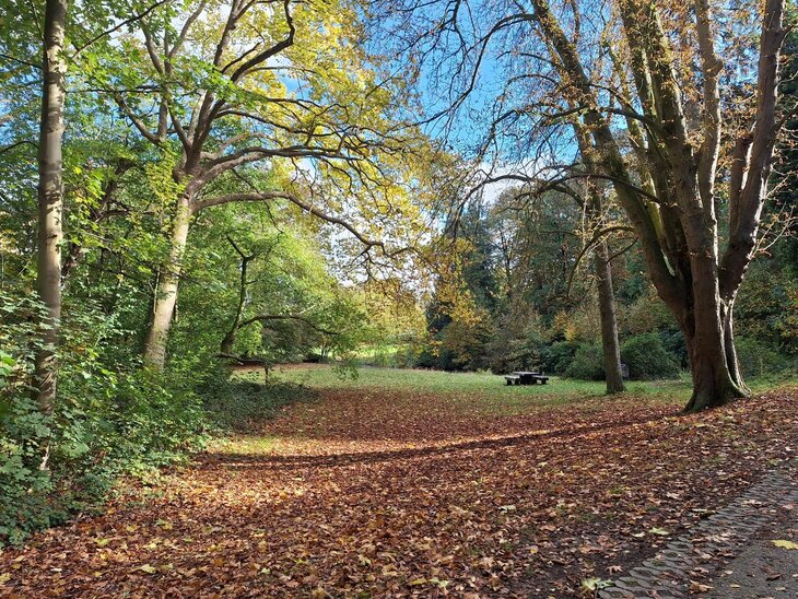 Ontspanning Natuurwandeling: leven dood bomen