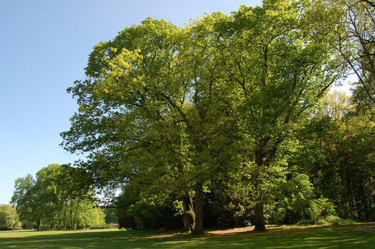 Ontspanning Natuurwandeling: exoten Bulskampveld
