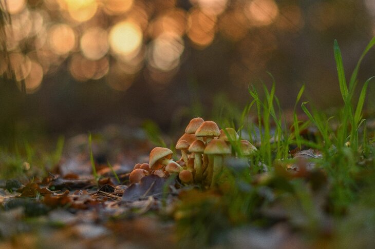 Ontspanning Basiscursus: paddenstoelen determineren het veld