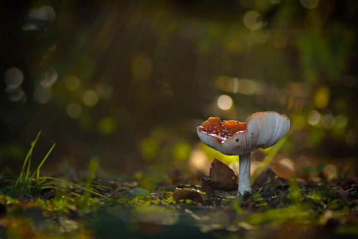 Ontspanning Natuurwandeling: paddenstoelen spotten