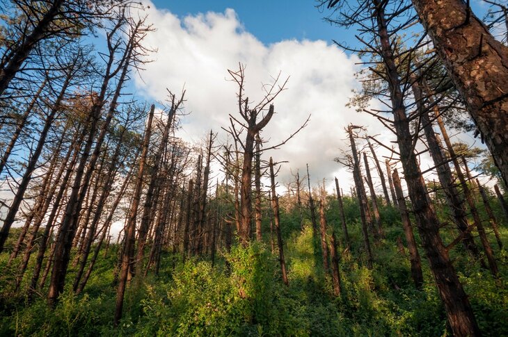 Ontspanning Natuurwandeling: effecten klimaatverandering het bos