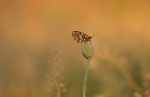Ontspanning Lezing: biodiversiteitsverlies, klimaatverandering enige boosdoener?