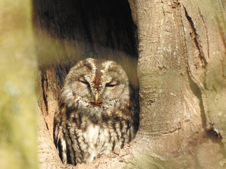 Ontspanning Natuurwandeling: uilen Bulskampveld