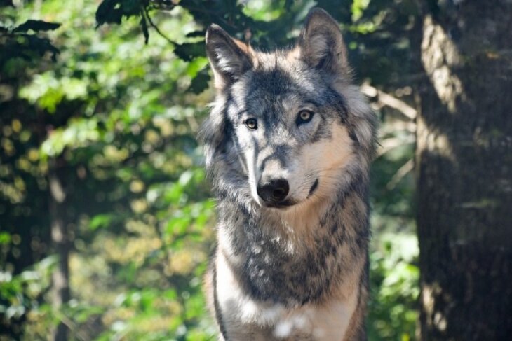Ontspanning Wandeling het spoor de wolf