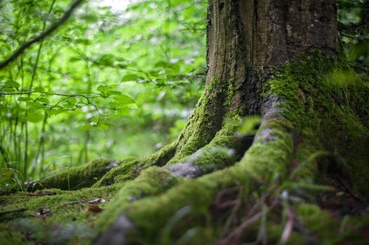Ontspanning Bomen hun geheimen