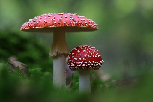 Ontspanning Natuurspeurdertjes - kaboutertocht: paddenstoelen magie