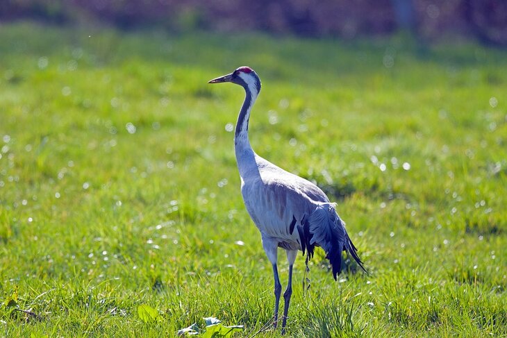 Voordrachten Cursus: vogeltrek/trektellen