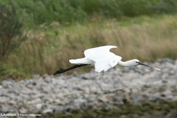 Ontspanning Geleide natuurwandeling Waterdunen Breskens.