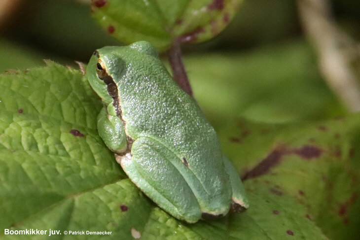 Ontspanning Geleide natuurwandeling het Vlaams natuurreservaat Zwinduinen 