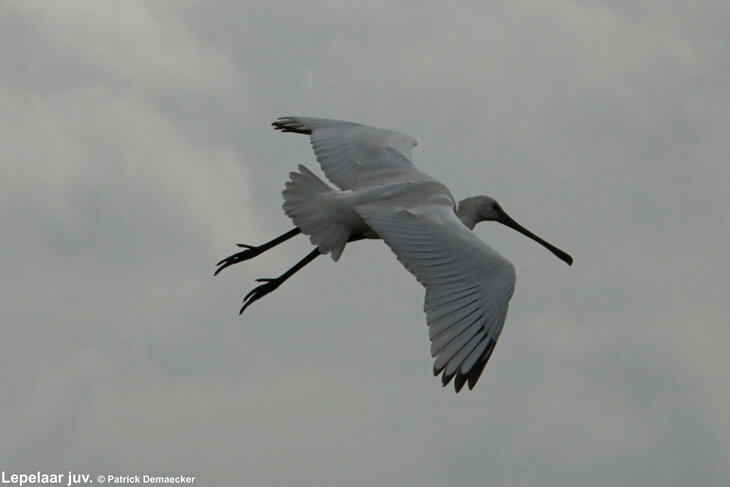 Ontspanning Geleide natuurwandeling langs Sophiapolder Oostburg (Nederland).