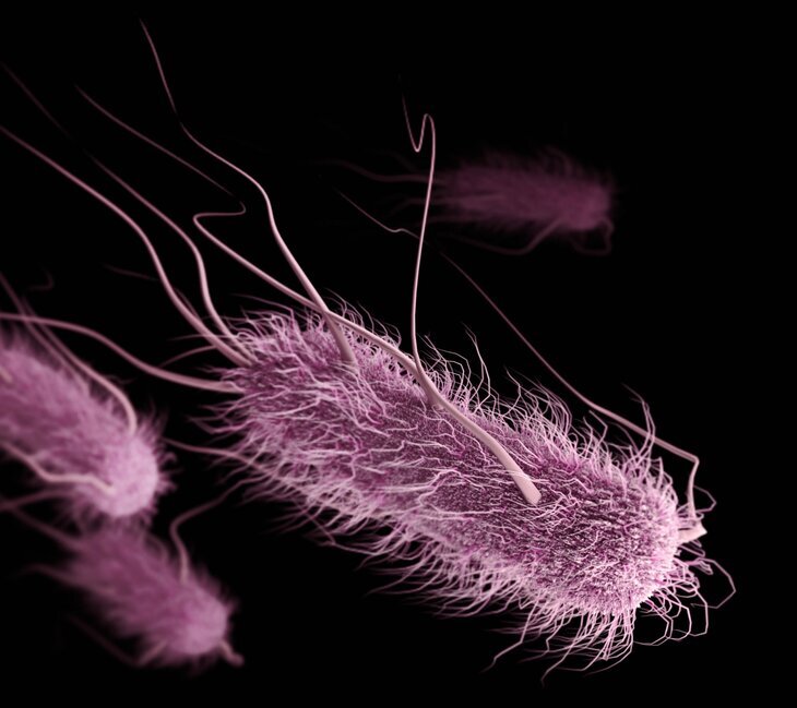 Tentoonstellingen Tentoonstelling The Bacteria