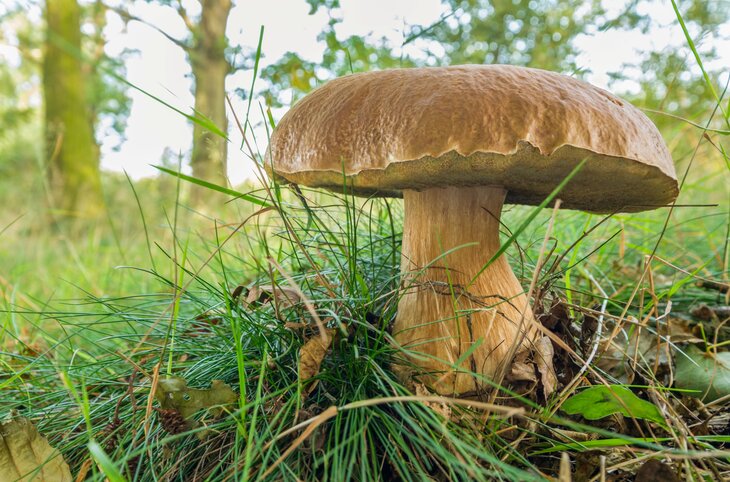 Ontspanning MaasMagische Herstdagen - Paddenstoelwandeling