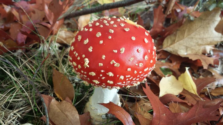 Ontspanning Wandel in herfst