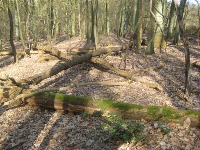 Ontspanning Wandeling Kawzs Walenbos km)