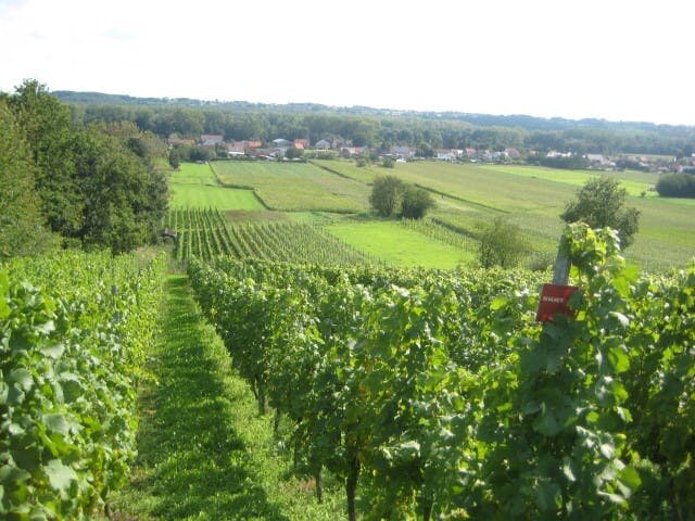 Ontspanning Bos- wijngaardwandeling km)