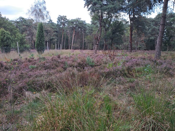 Ontspanning Begeleide natuurwandeling tijdens Week het Bos