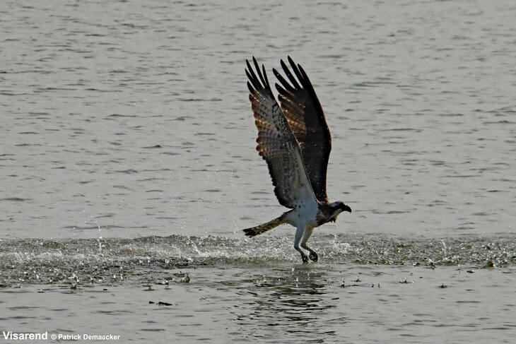 Ontspanning Geleide natuurwandeling Waterdunen Breskens.