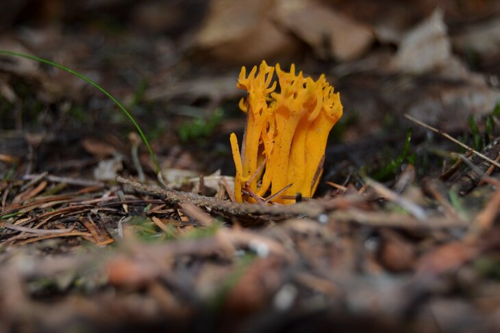 Ontspanning Slow walker wandeling - paddenstoelen
