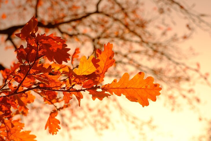 Ontspanning Herfstwandeling - goud de herfst