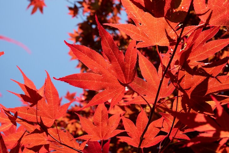 Ontspanning Rondleiding gids “De kleuren de herfst”