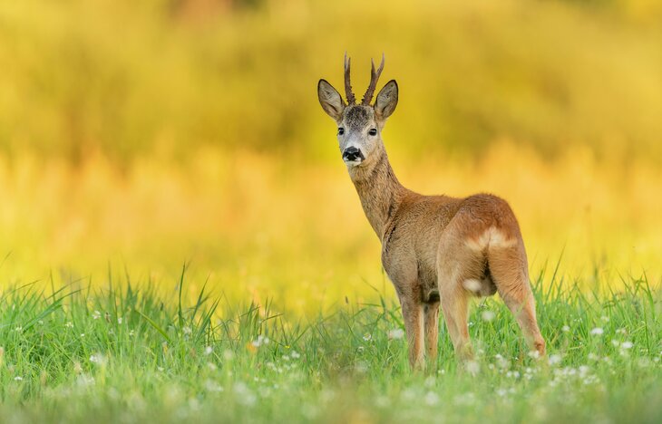 Ontspanning Dieren-spotten-tocht: het spoor de ree