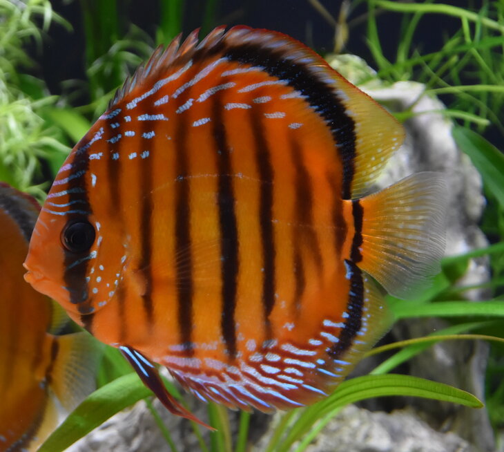Ontspanning Opendeur Aquariumclub