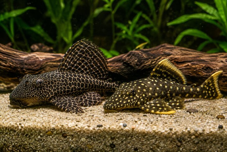 Ontspanning Algeneters het aquarium